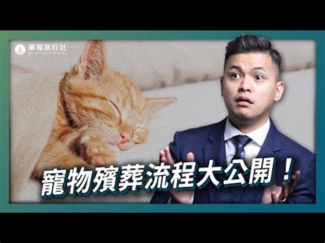 小動物死掉怎麼處理|寵物離世後 — 我要怎麼辦？5 個 離世寵物溝通 最想問。